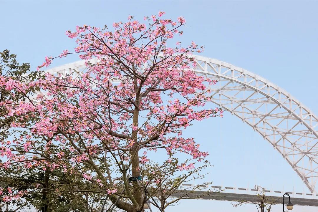 珠海横琴十里超美花海美醉游客,免费游玩!不来遗憾,来了震撼!