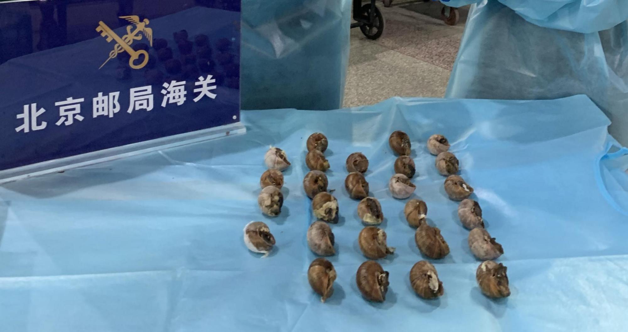 北京海关首次截获境外邮寄活体盖罩大蜗牛