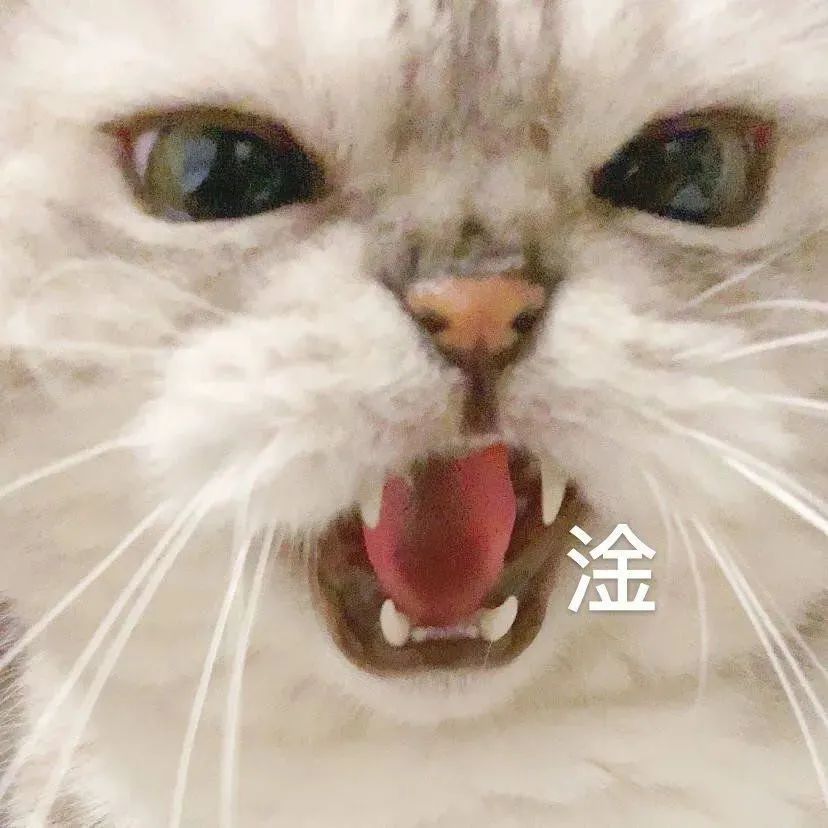 粉丝投稿|网红猫咪|猫咪臭娜娜表情包(十四)