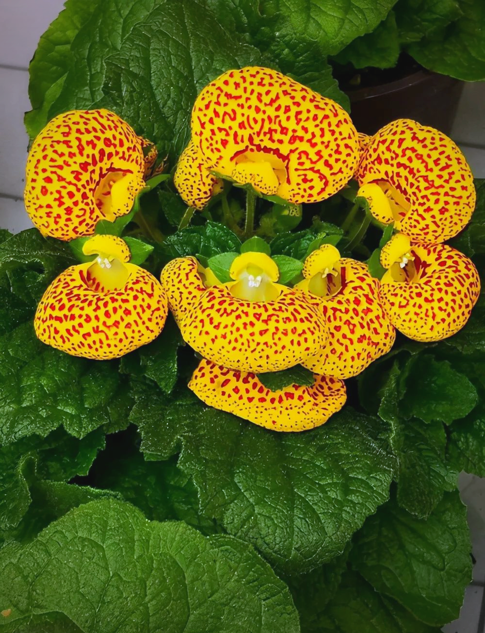 蒲包花:春节期间不容错过的花卉选择