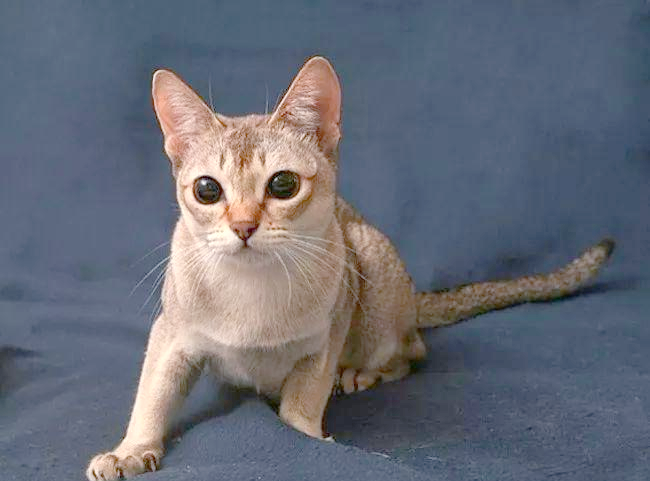 :一种体形娇小,性格文静的猫品种