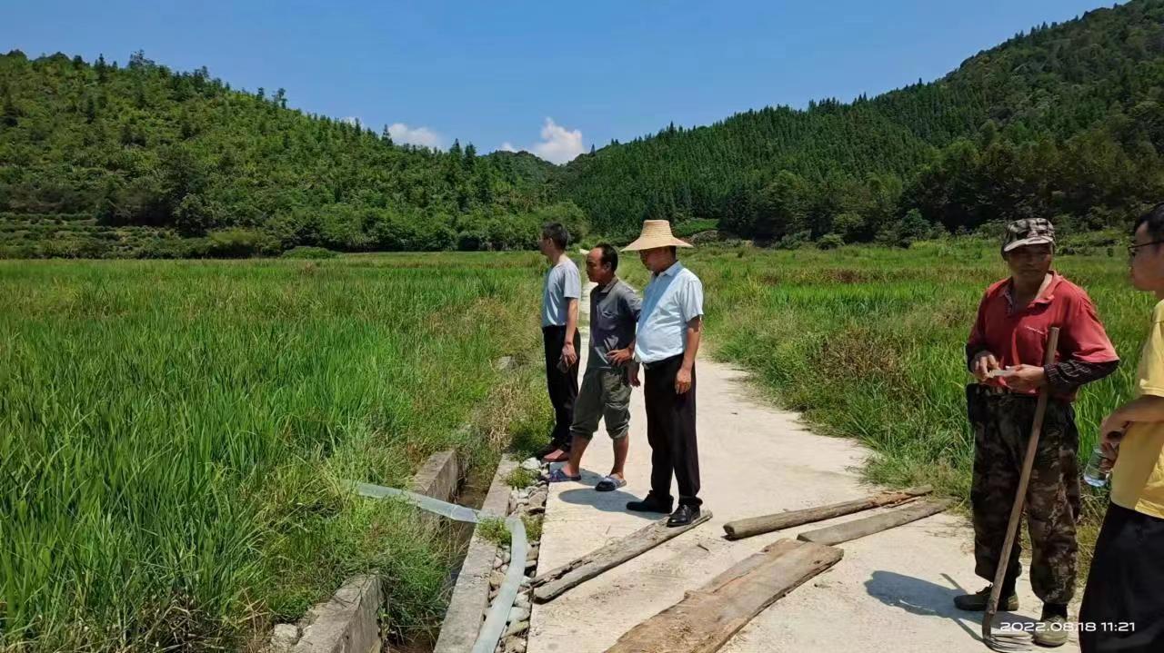 祁门县新安镇:引水抗旱保灌溉 农田"解渴"稻生香