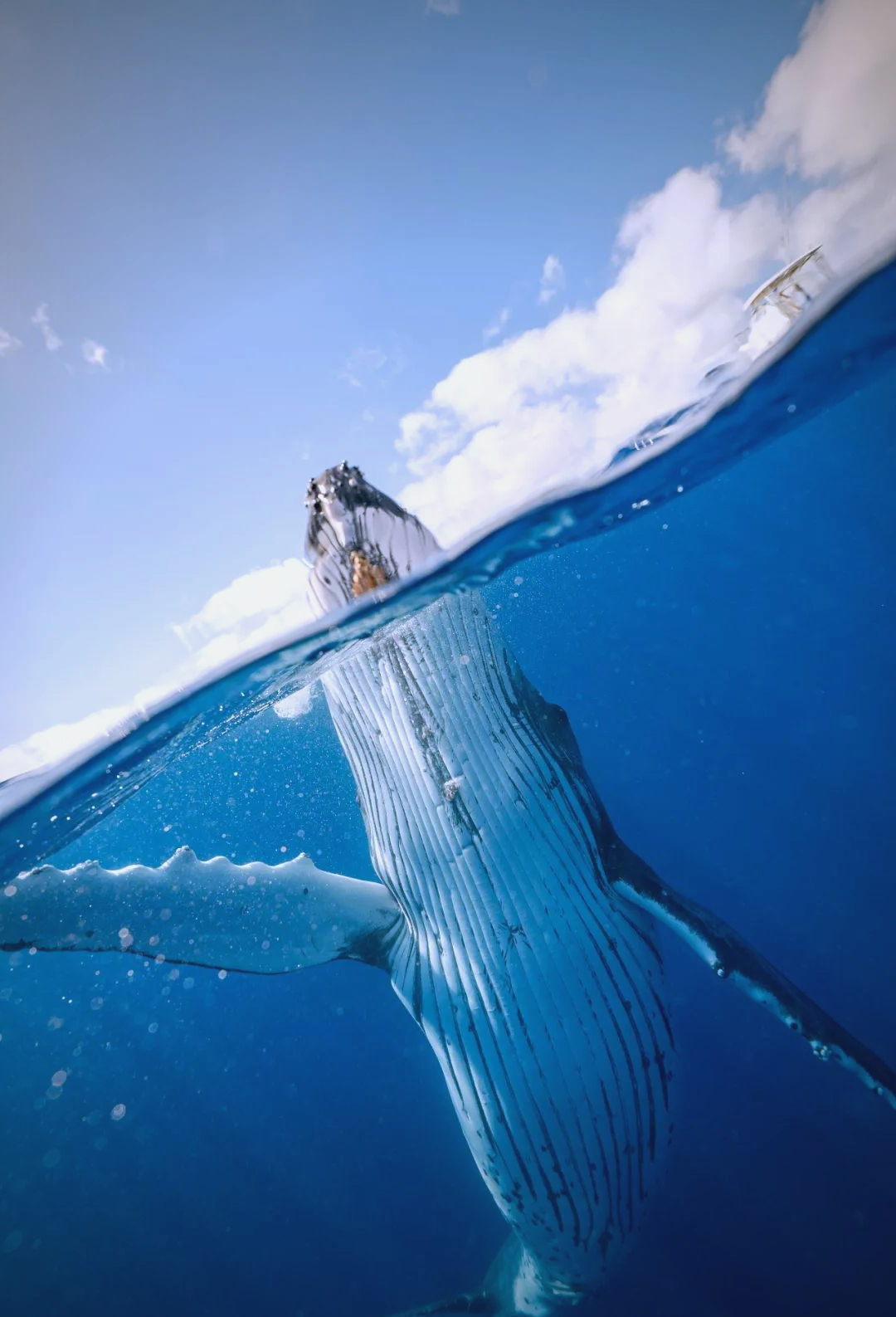 七言|探寻世界上最孤独的鲸鱼