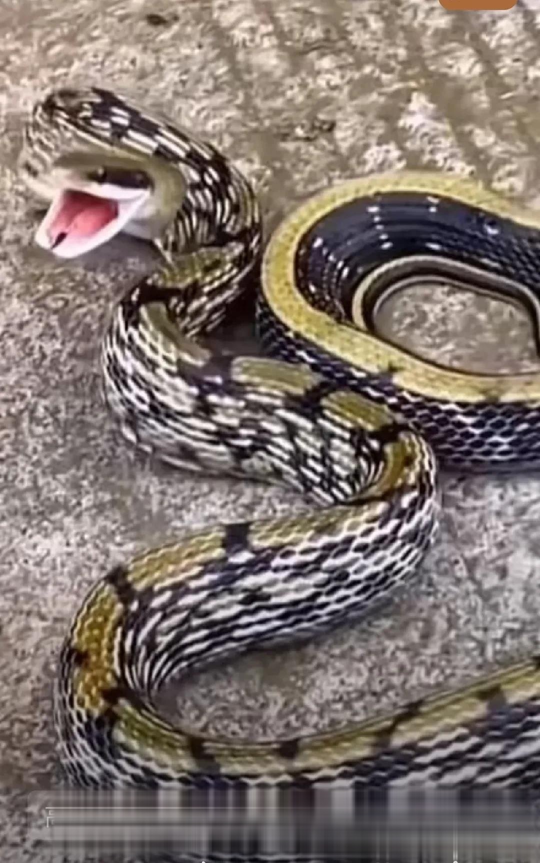 不寒而栗!江西宜春,有村民在户外水泥路,拍到条好凶的大嘴巴蛇