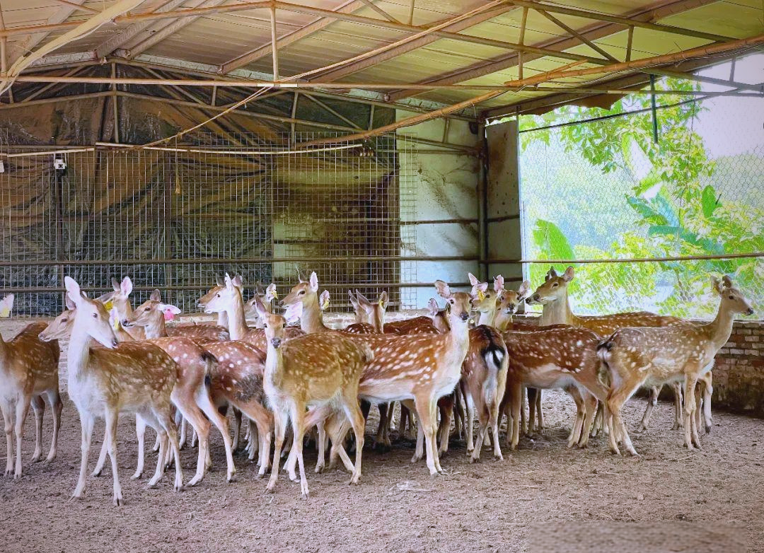 鹤山农场特色养殖梅花鹿,探索致富新途径