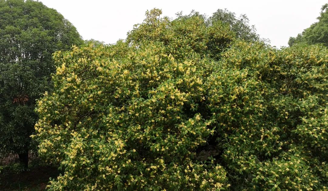 隔着屏幕都能闻到香味！金山这个超大的桂花园又迎来高光时刻