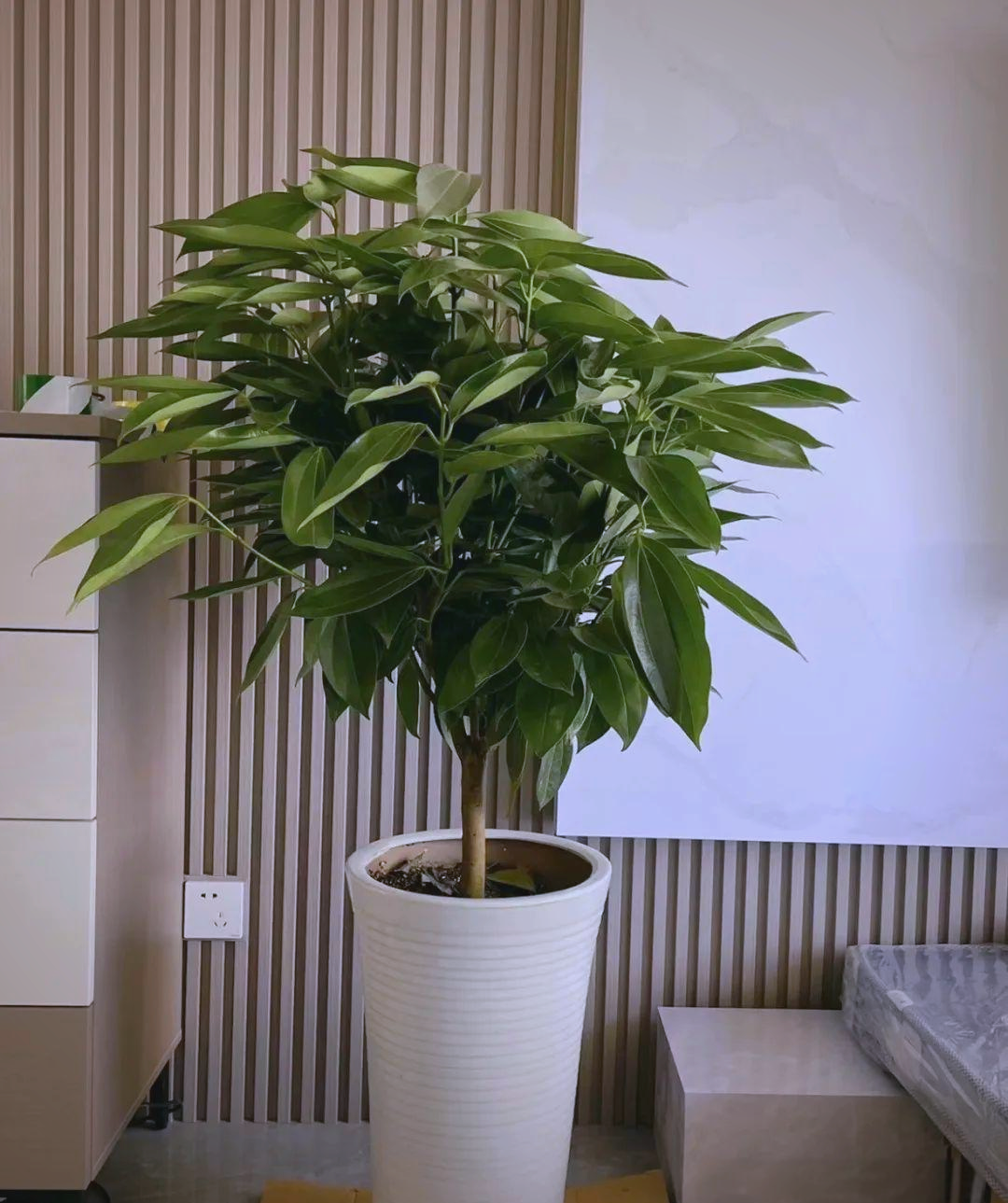 多种镇宅招财盆栽植物,客厅装饰增添富足感,快来选一盆吧!