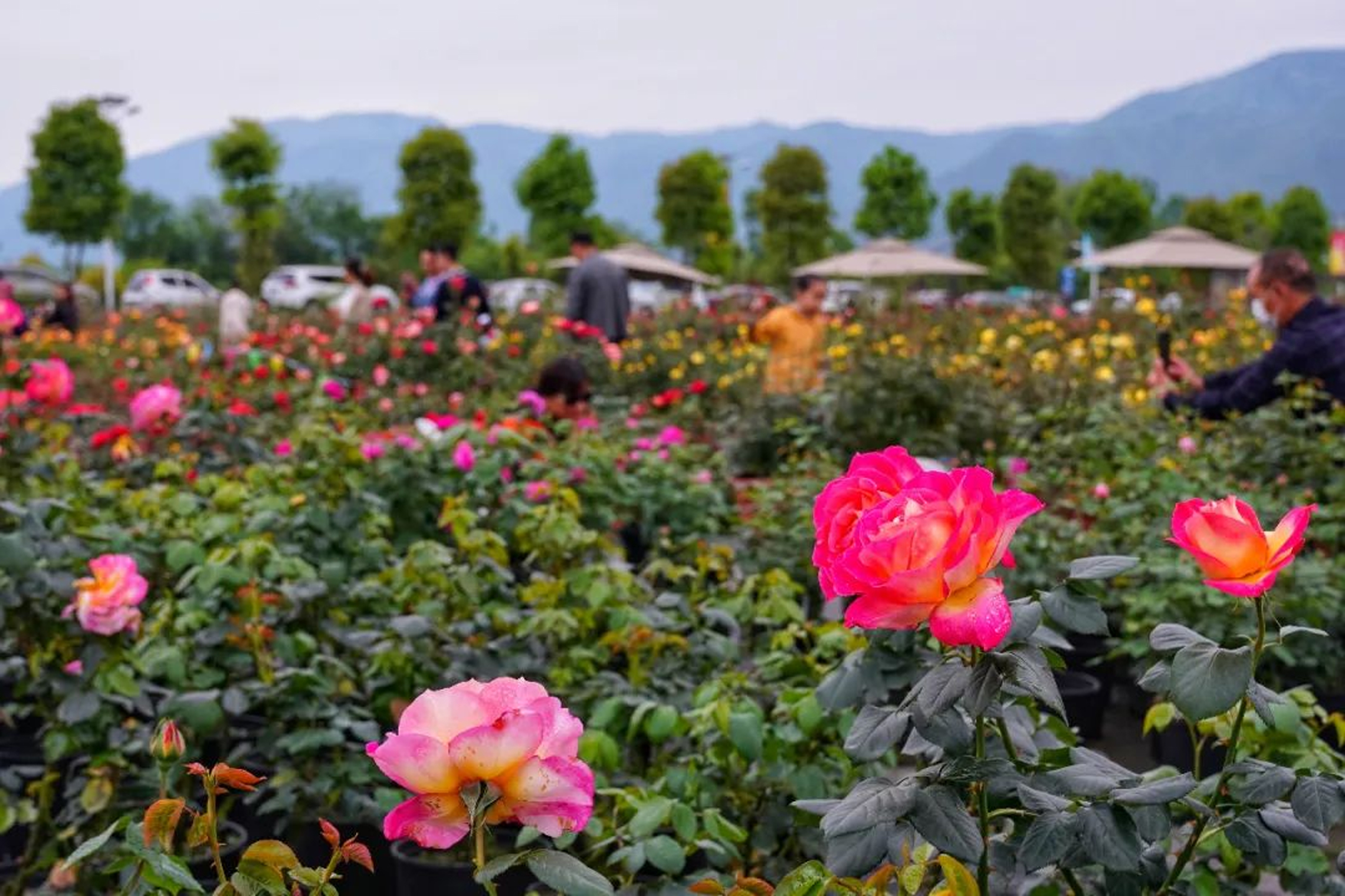 五月的绵竹中国玫瑰谷才是浪漫天花板!
