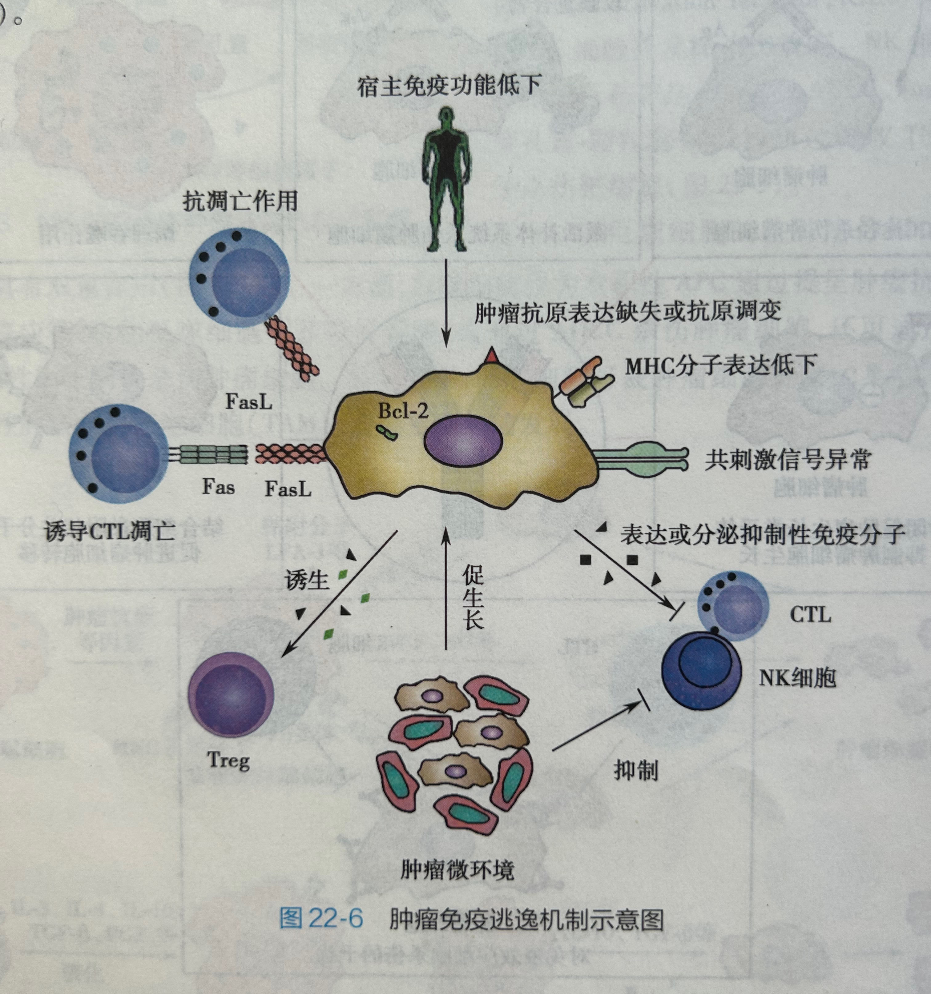 肿瘤免疫逃逸的原因是什么?