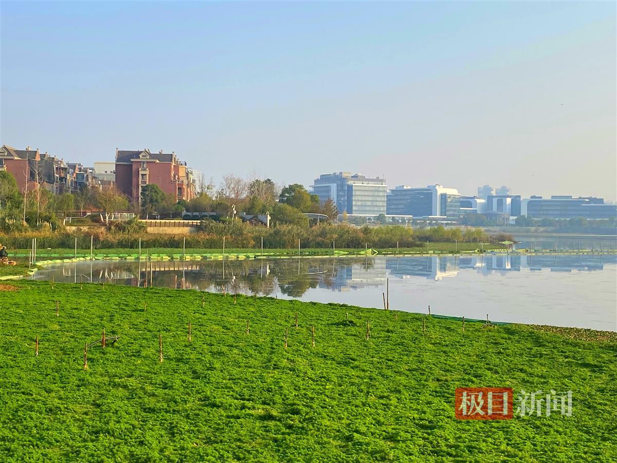 南湖湖滨公园重装开放,变身赏花胜地