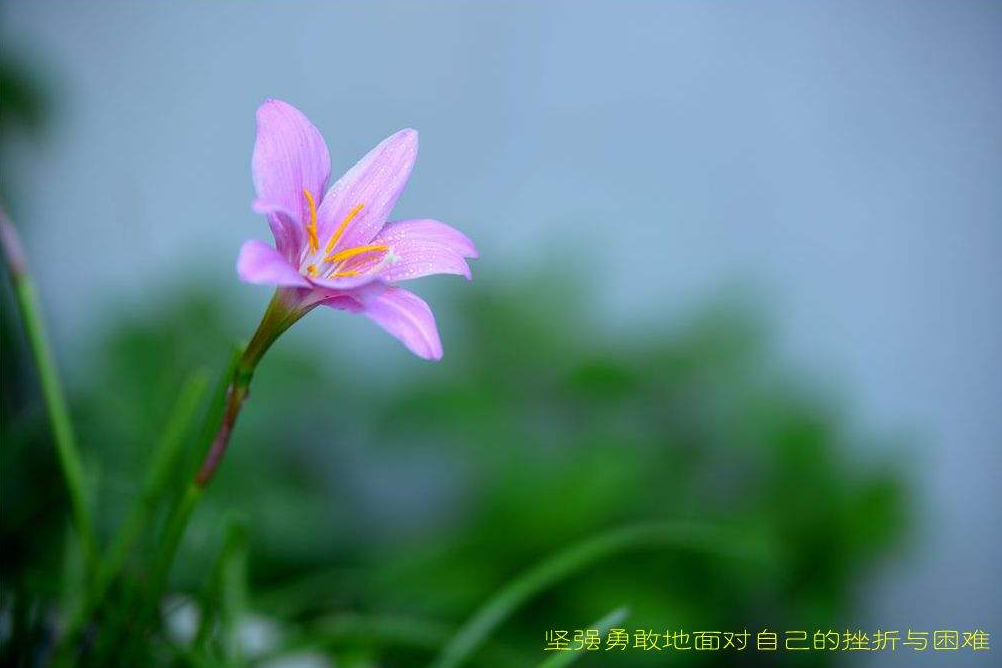 风雨花 我不是水仙