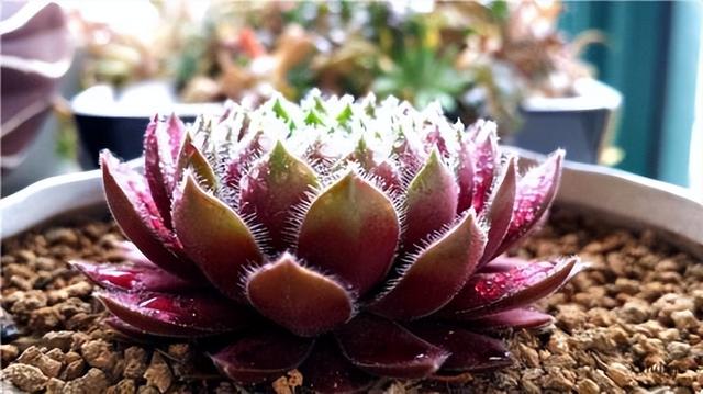 大红卷绢:魅力植物的养护之道与季节变换中的生长奥秘