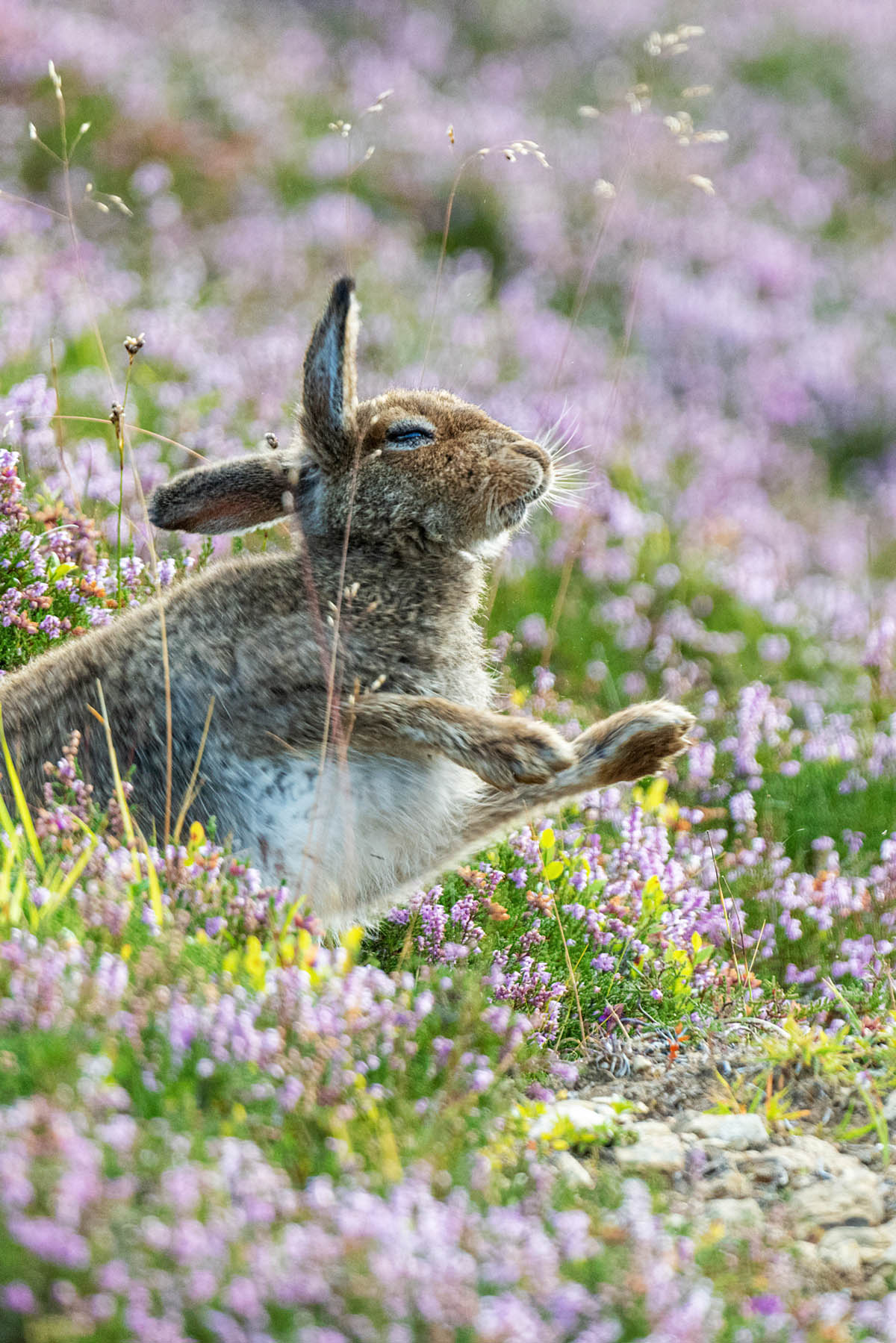 屏保限定|新年将至,福兔迎春