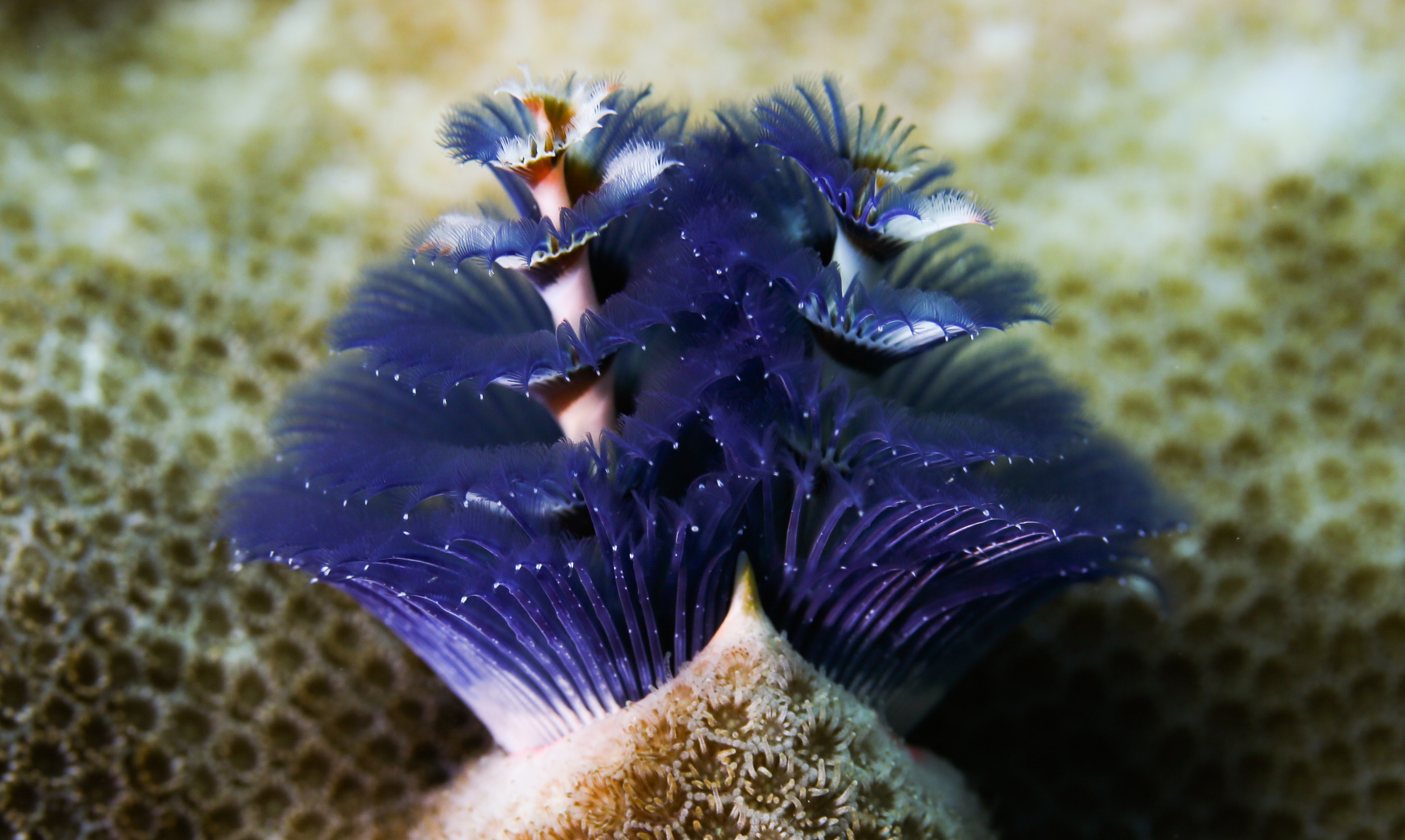 海南三亚:热带海洋牧场里的多彩生物世界