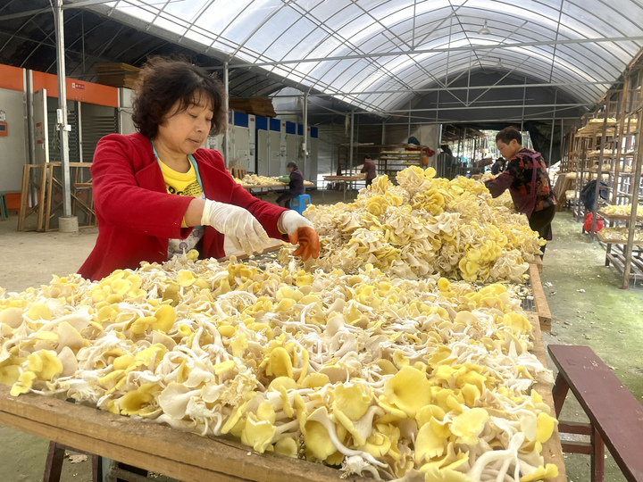 数十万棒菌棒开出"金色小伞"!庆元种出高颜值黄金菇