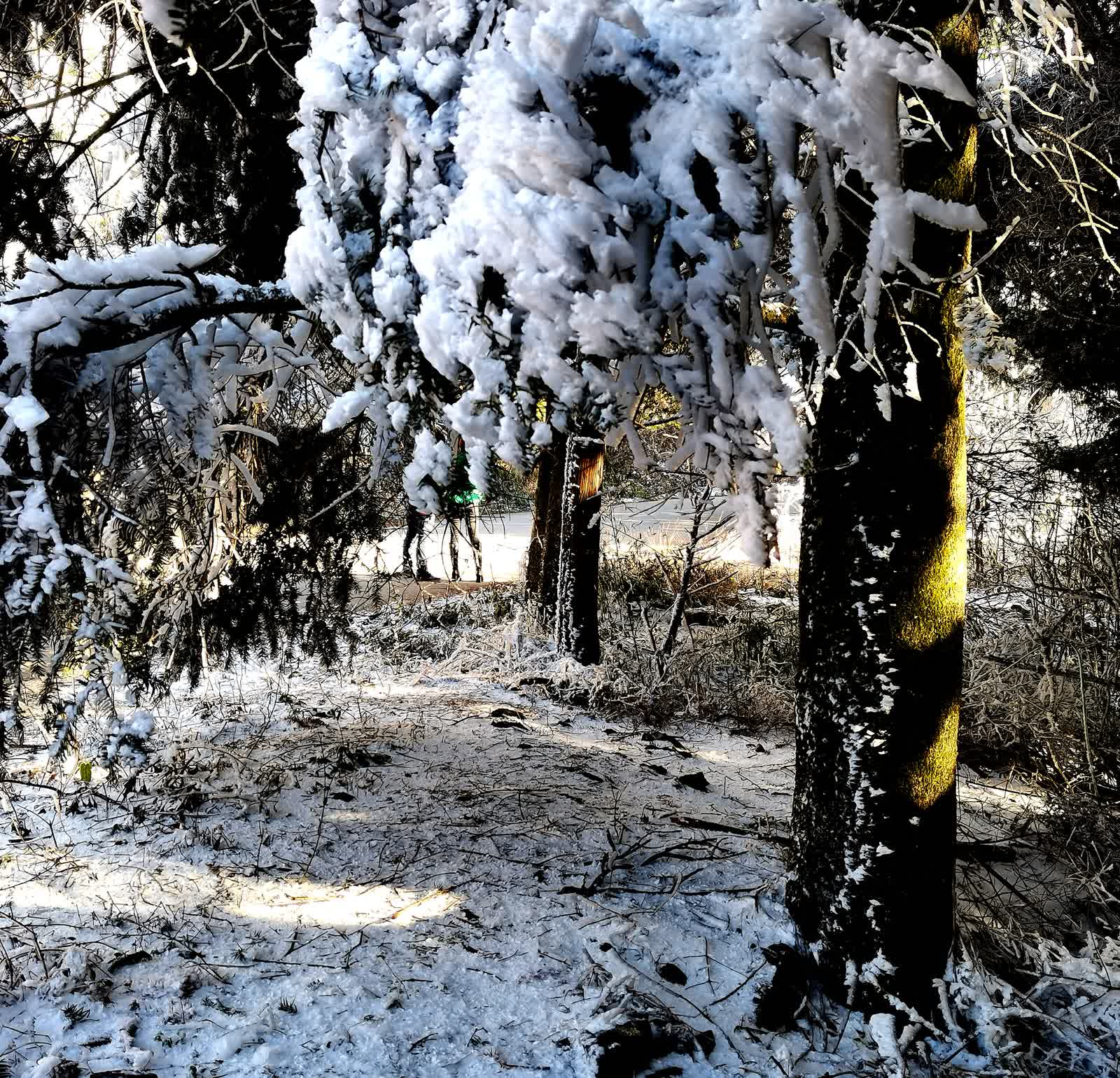 阳明山吟雪(手机随拍短章系列之一)