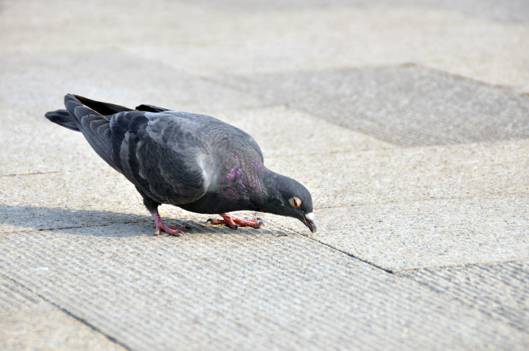 鸽子一条腿瘸了吃什么药好