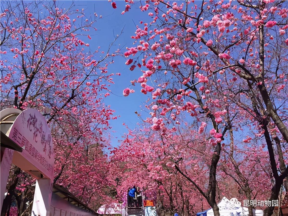 相约圆通最美樱潮 明年昆明第21届樱花节等你来赏!