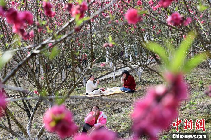 广西仫佬山乡:游人踏春赏桃花