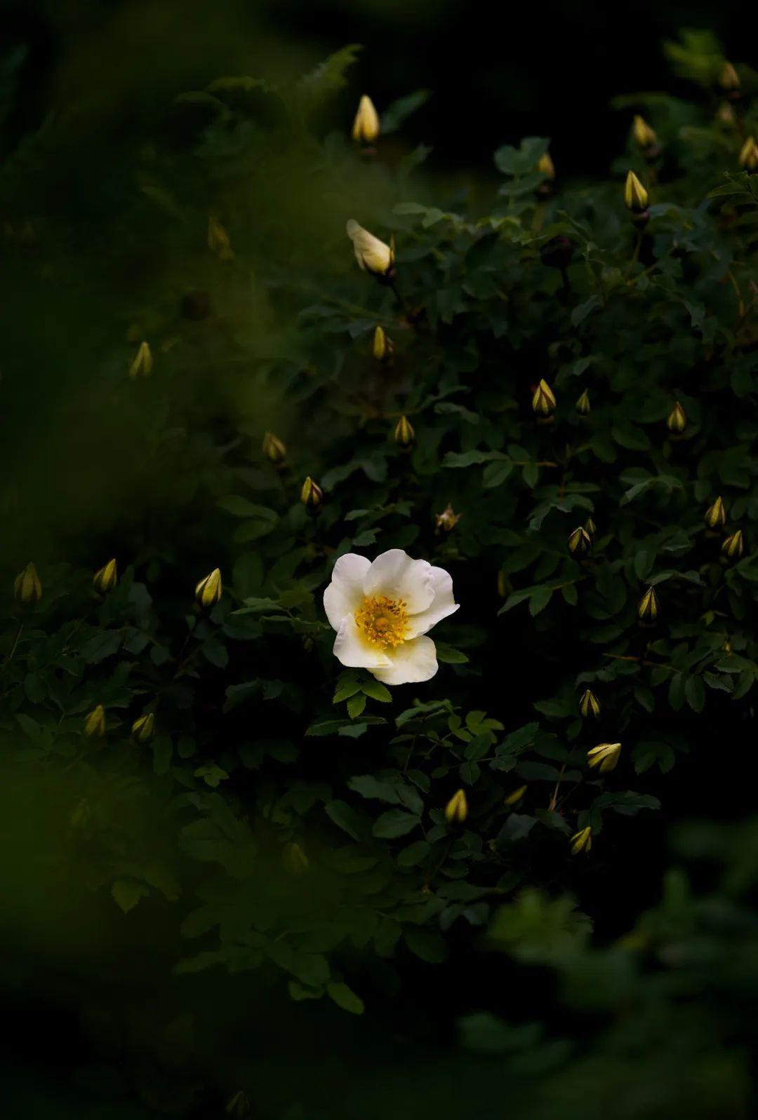 图5相较于第4图有所改善,背景中的其他陪体与主体花朵相比,尺寸明显更