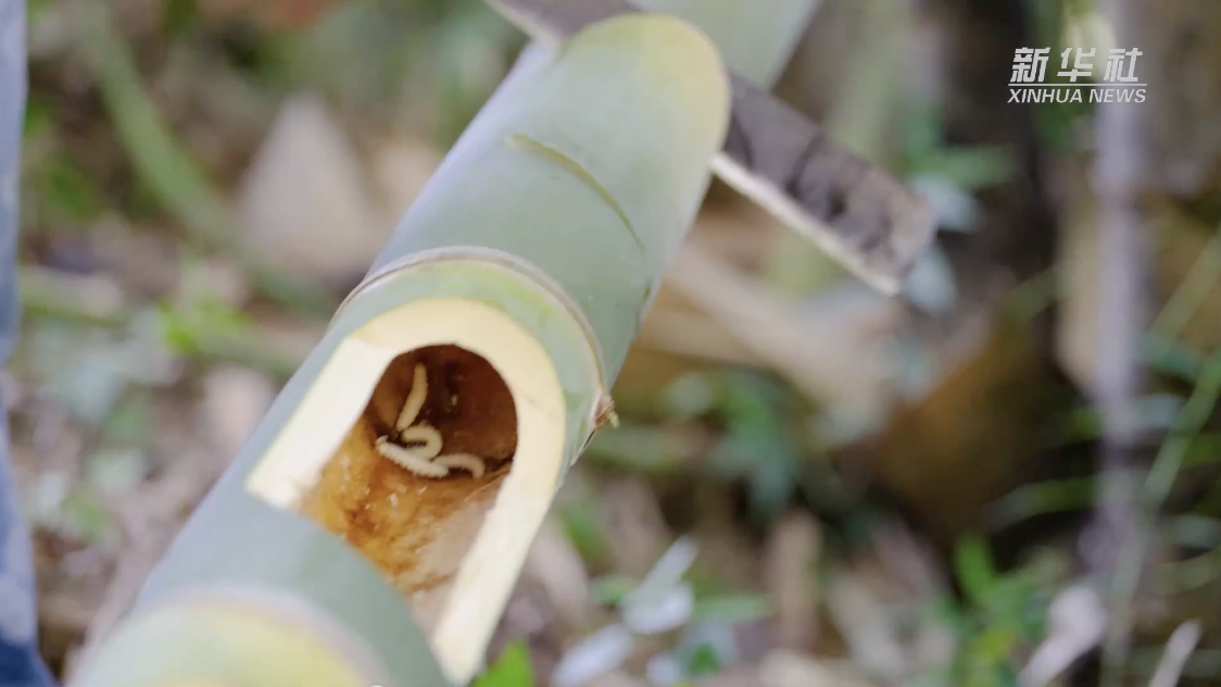 来挑战!云南西盟拉祜族美食炸竹虫