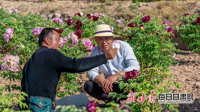 榆中500亩牡丹竞相绽放