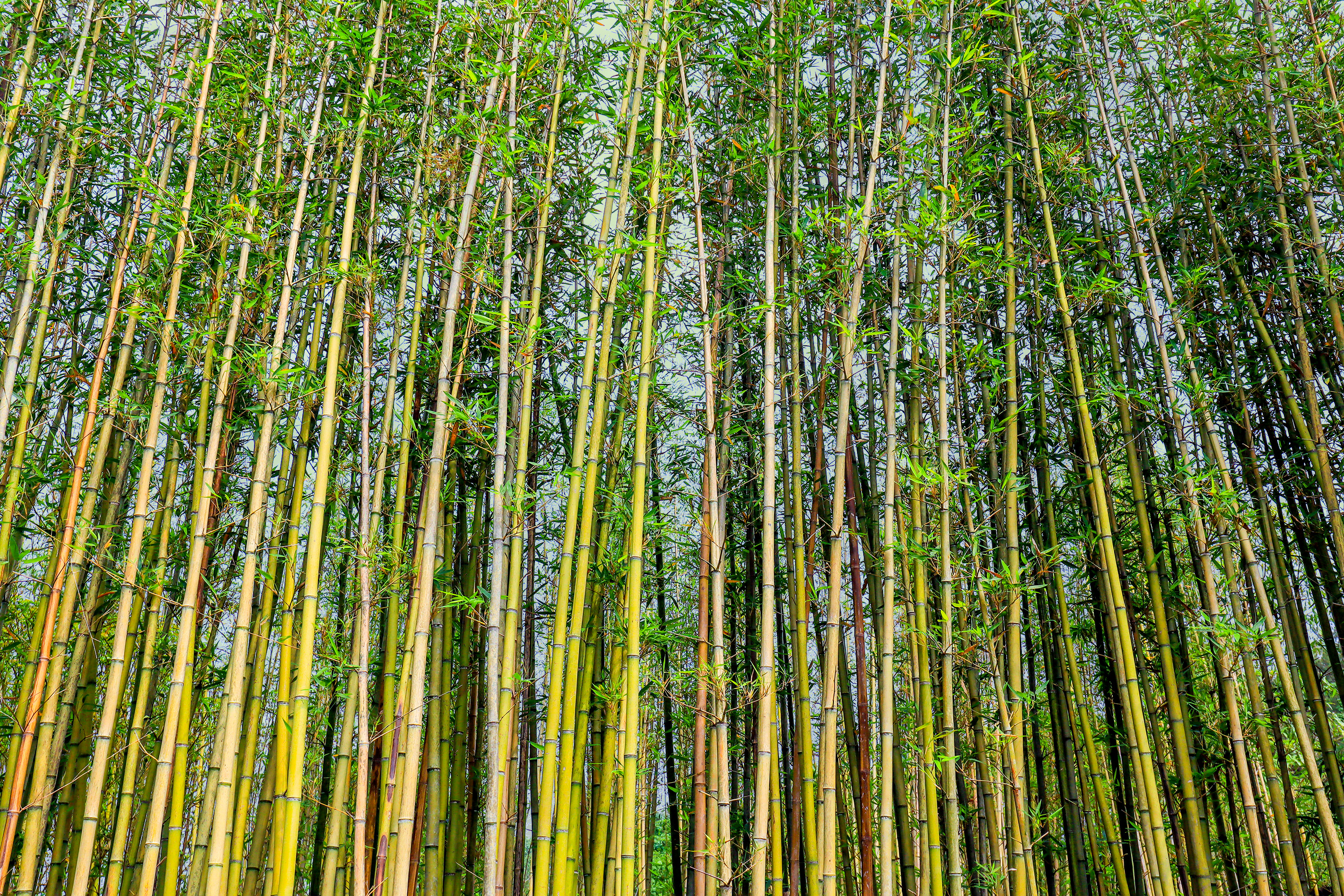 心理测试:哪片竹林的风景更美?测你4月底会有什么好事降临