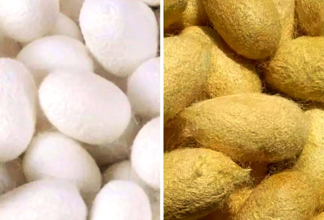 蚕丝品种探究:桑蚕丝与柞蚕丝的区别