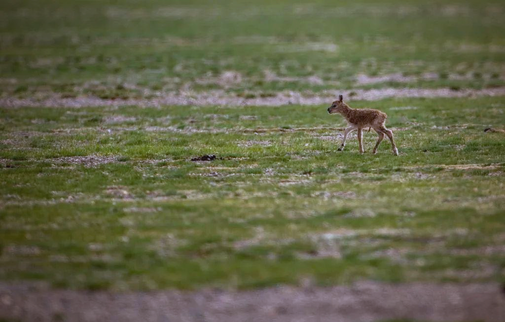 多图展示:藏羚羊幼崽在鲁确塘草原的精彩瞬间