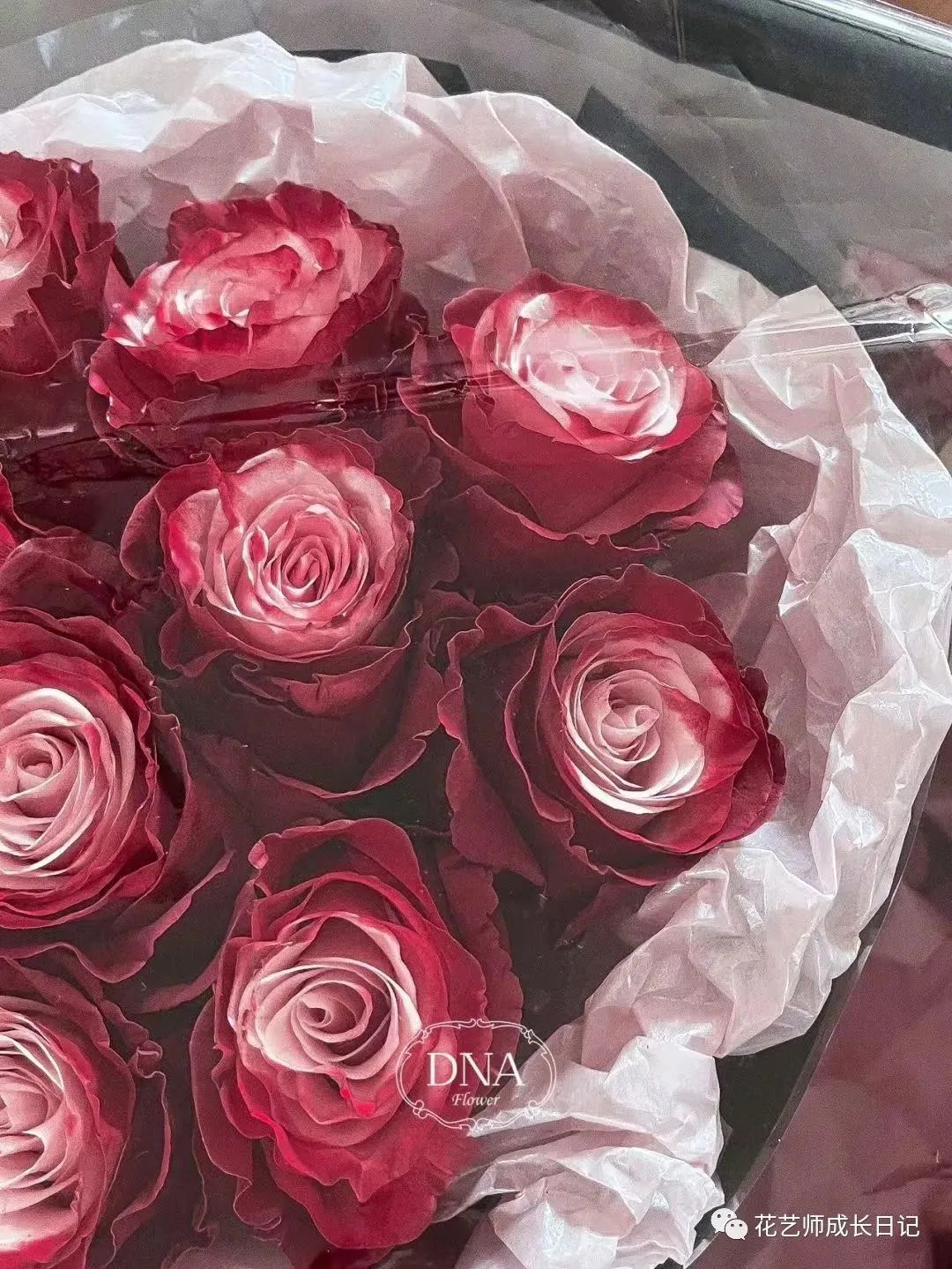 100朵玫瑰vol.74|厄瓜多尔玫瑰dusty rose,属于吸血鬼骑士的玫瑰!