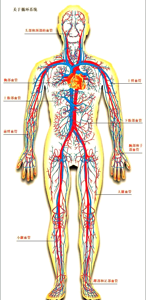 心脏瓣膜与移植手术的深度解析及全身血液循环揭示