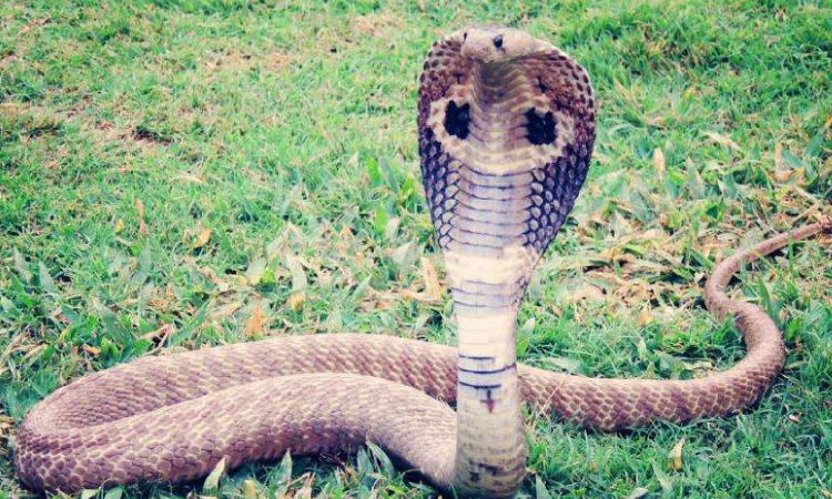 饭铲头是什么蛇