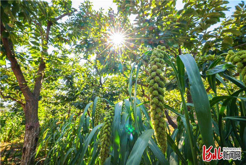 首创技术让栗谷立体套种"鱼和熊掌兼得"