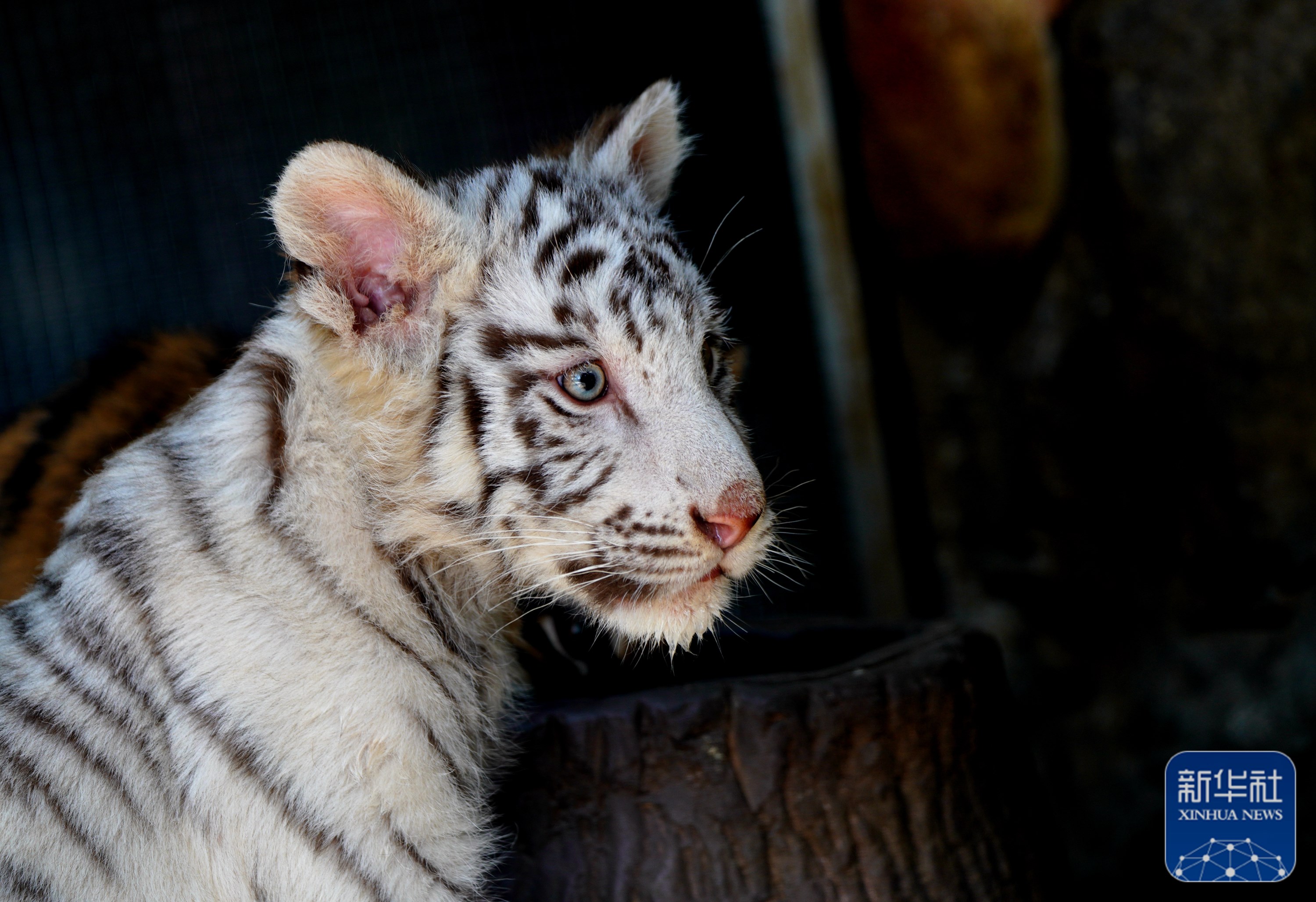 上海野生动物园的"萌"虎"小白"
