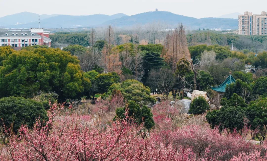 半价梅园景区宣布