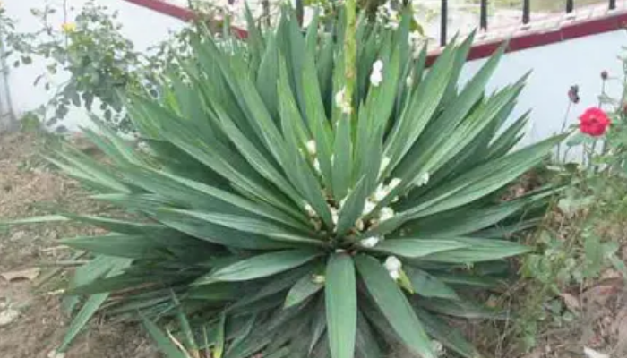 农村搓麻绳的植物