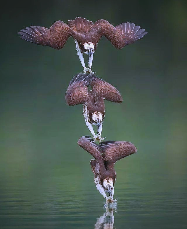 鱼鹰猎食的精彩瞬间:摄影师捕捉的多样俯冲场景