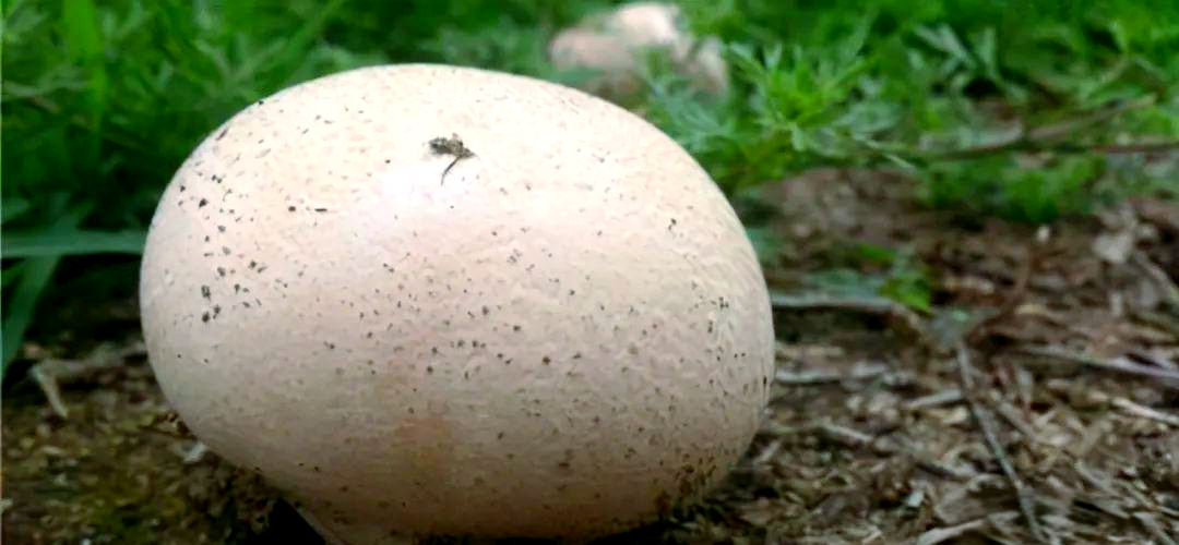 农村的"面包"菌类,过去是孩子们的玩具,如今却成了珍品