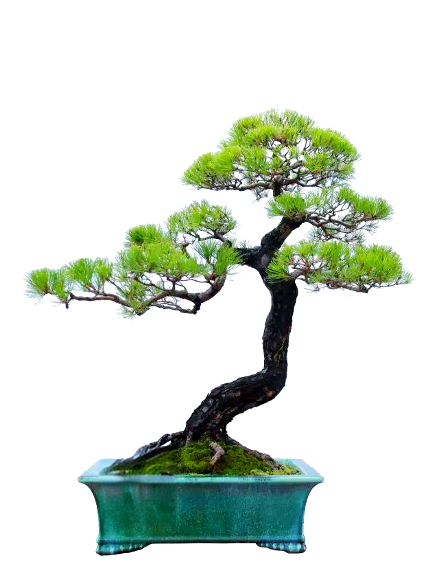 精选山松盆景欣赏