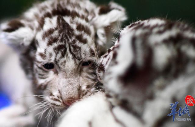 相·见|乳虎初啸