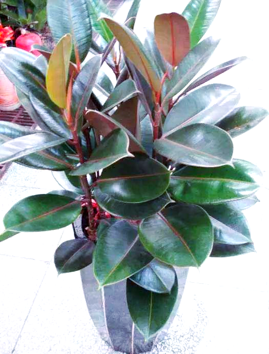 黑金刚花的养护指南与注意事项