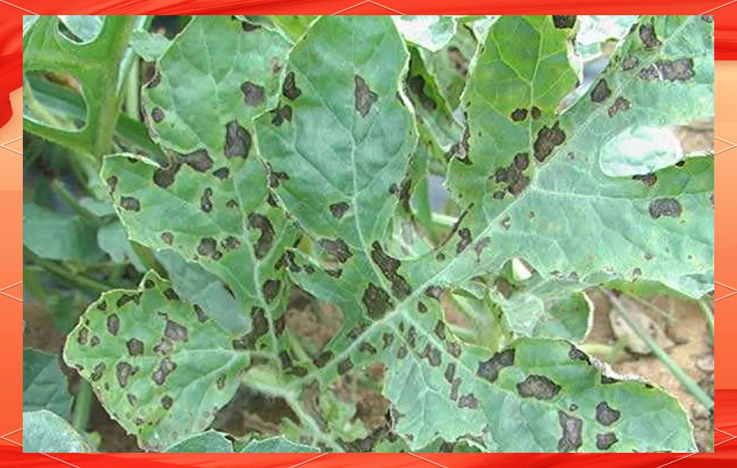 夏季西瓜病害的有效防治方法