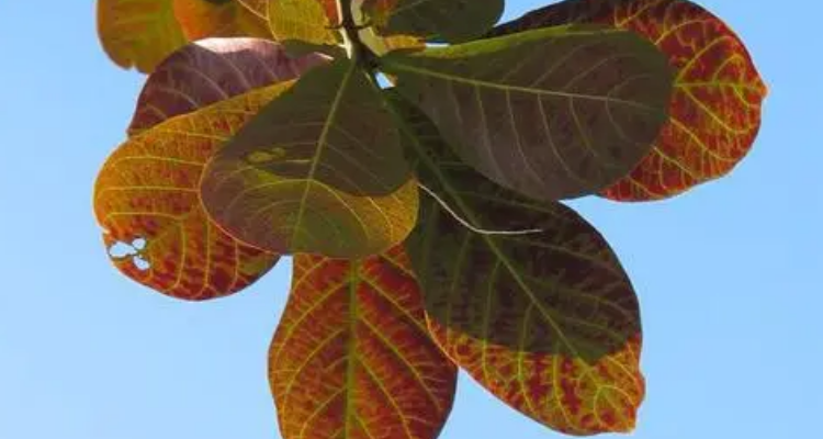 榄仁叶是什么树的叶子