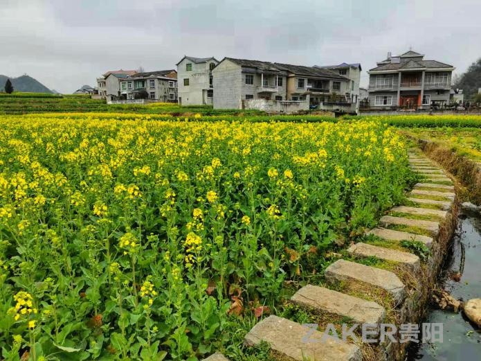 安顺鲍家屯油菜花图片