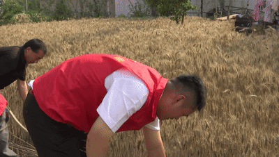 帮助村民抢收小麦正带领30多名志愿者村党支部书记张少清在颍州区三塔