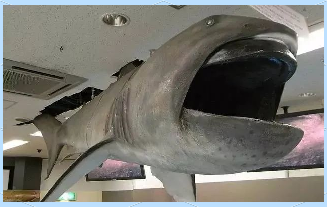 巨口鲨标本它常常悠闲地等待水母等浮游生物游至其嘴边,然后伸出上颚