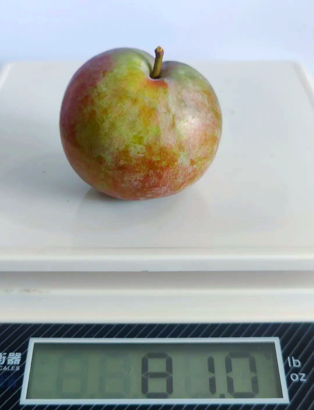 武平芙蓉李分级标准详解,提升品质从果型开始