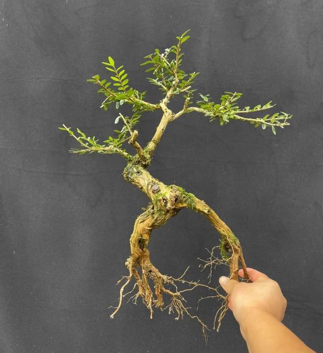 被盆景人忽视的冷门盆景植物水生蓝宝石-蕊帽忍冬