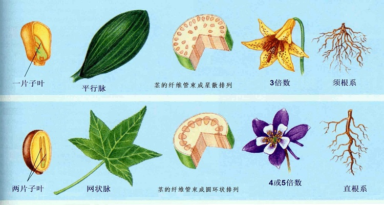 分叉脉序的植物图片