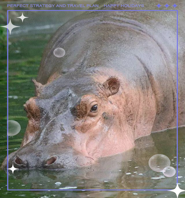 河马:淡水环境中的大型杂食性哺乳动物